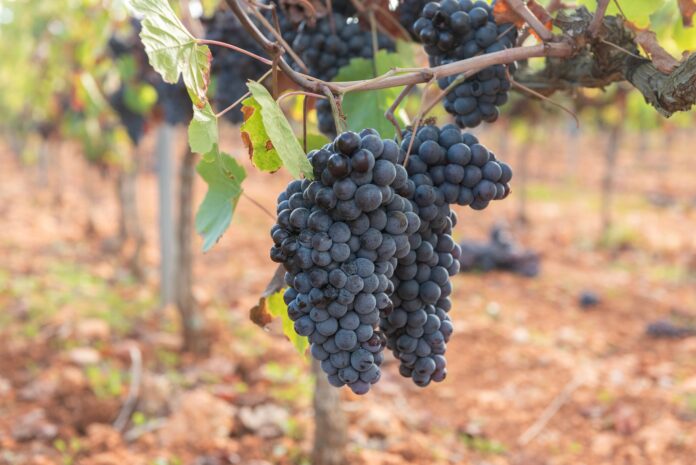 Vigneto recuperato da Grappoli Urbani tra Scandicci e il Mugello
